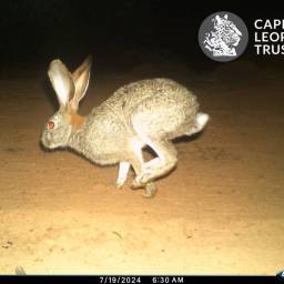 Hare